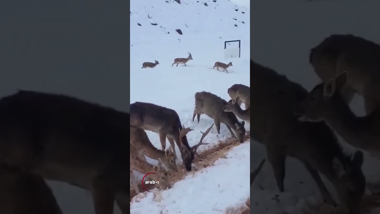غزلان على الثلج في لبنان