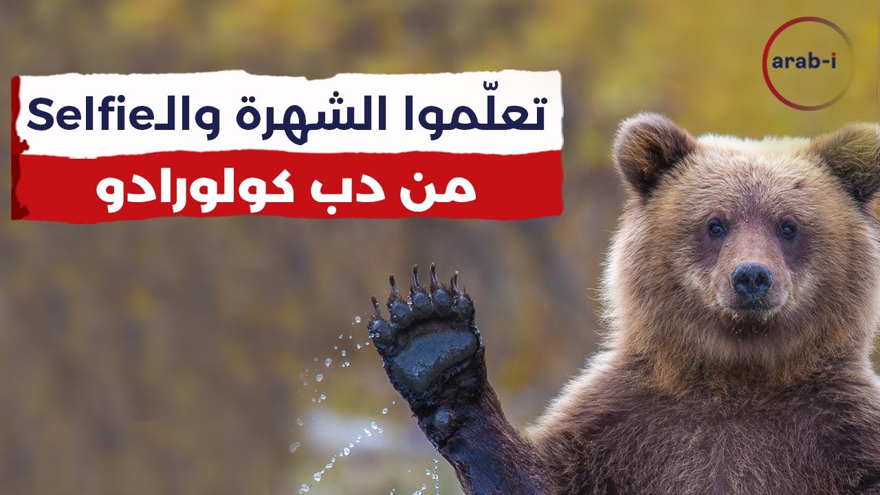 تعلّموا الشهرة والـSelfie من دب كولورادو