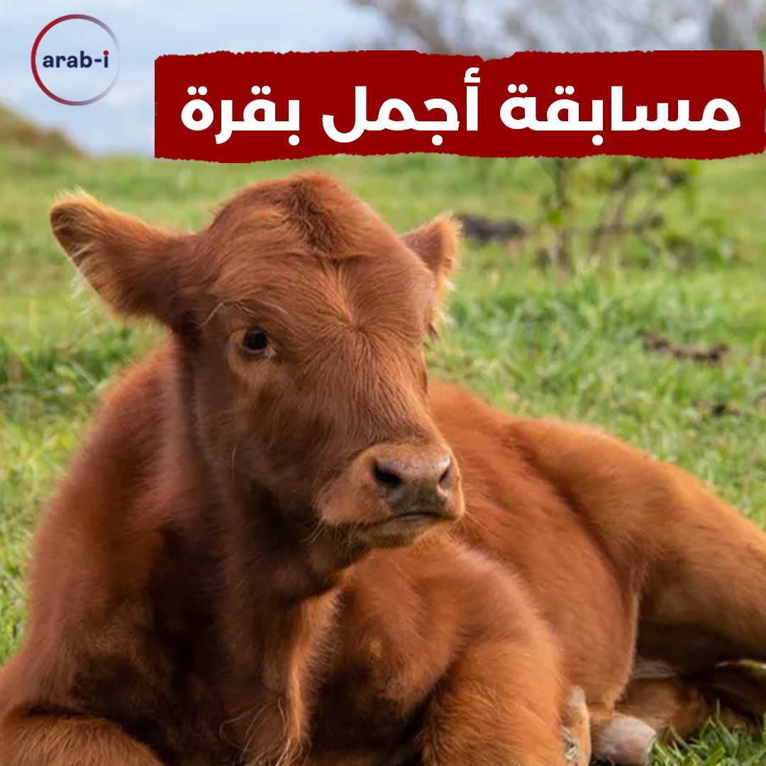 مسابقة أجمل بقرة في تركيا