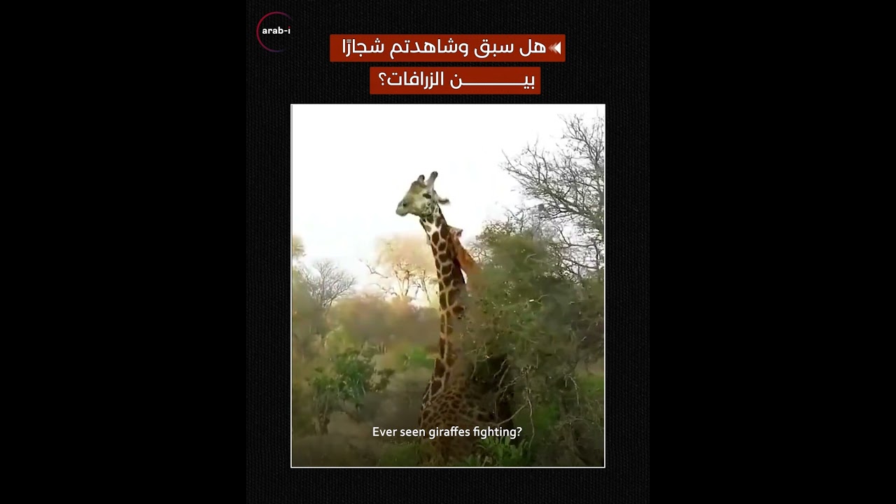 هل سبق وشاهدتم شجارًا بين الزرافات ؟