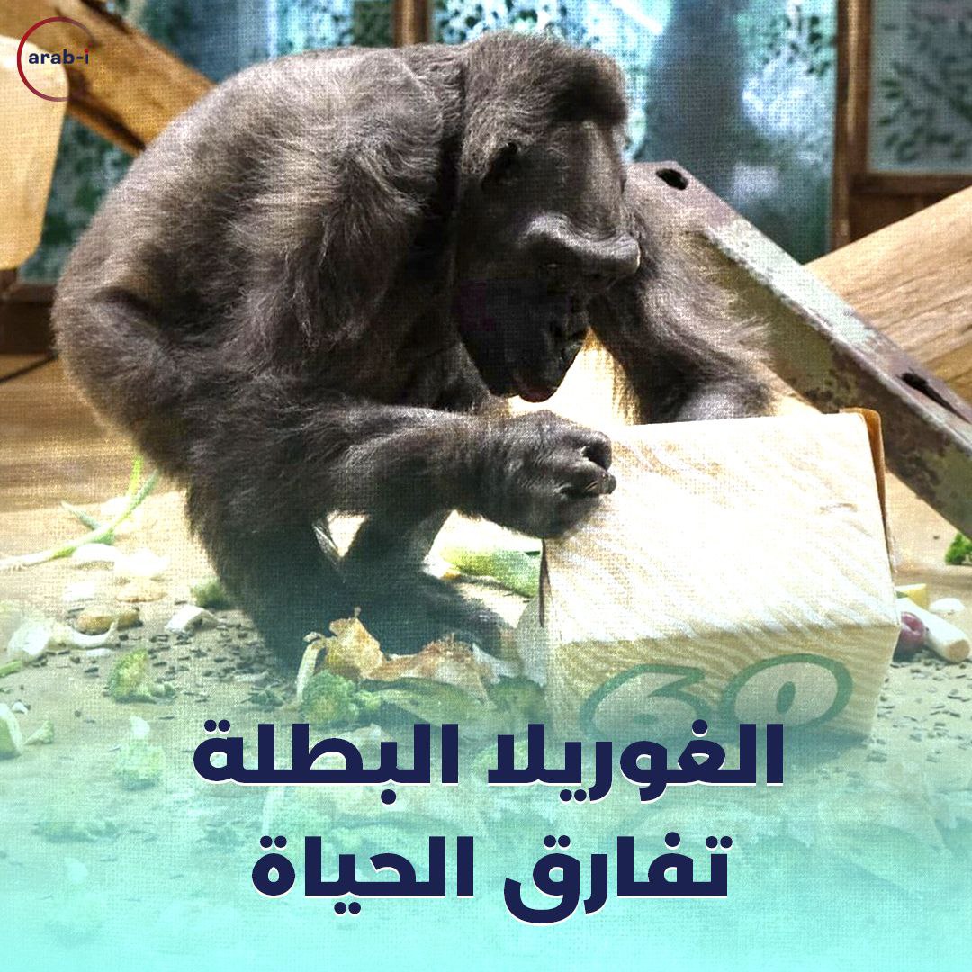 الغوريلا البطلة تفارق الحياة